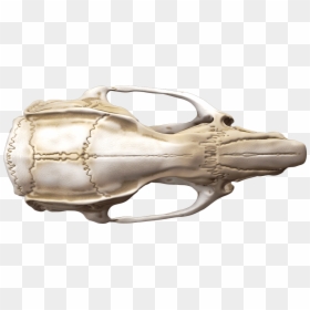 Animal Anatomy By Mieke Roth - Gun, HD Png Download - lab rat png