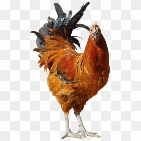 Cockfighting Png, Transparent Png - orange chicken png