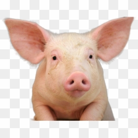 Pig Png Image - Pig Lipstick, Transparent Png - pig.png