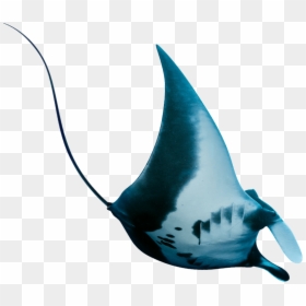 Manta Ray, HD Png Download - manta ray png