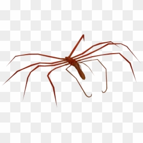 Invertebrate, HD Png Download - giant spider png