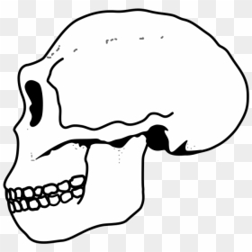 Ergaster Skull - Совок Головного Мозга, HD Png Download - pixel skull png