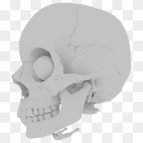 Skull, Orbit, Skeleton, Bone, Teeth, Medical, Human - Skull, HD Png Download - pixel skull png