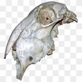 Animal Skull - Topos, HD Png Download - pixel skull png