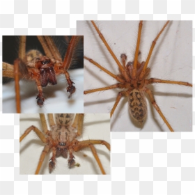 Picture - Wolf Spider, HD Png Download - giant spider png