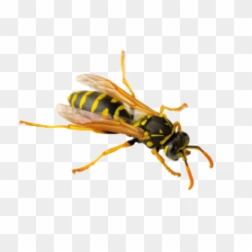 Wasp Png - Pa Wasp, Transparent Png - giant spider png