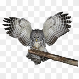 Owls Png Image File - Great Grey Owl Png, Transparent Png - owl.png