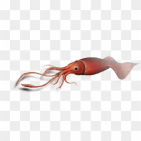 Transparent Squid Png - Colossal Squid Transparent, Png Download - giant squid png