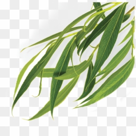 1851 - Sweet Grass, HD Png Download - shattering glass png