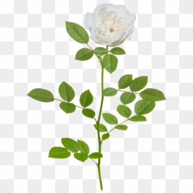 Icy Drift Branch - White Flower Rose Png, Transparent Png - peach flowers png