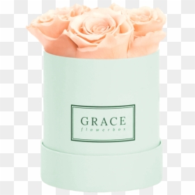 Garden Roses, HD Png Download - peach flowers png