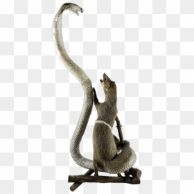 L1002723 Copy, HD Png Download - mongoose png