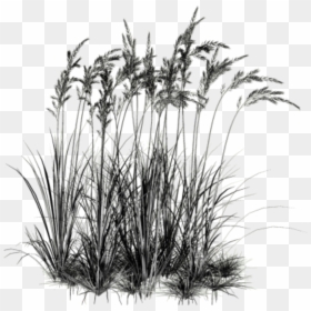#dark #black #grasses #weeds#freetoedit - Water Plants Cut Out, HD Png Download - black grass png