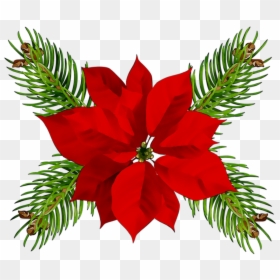 Poinsettia Christmas Day Christmas Ornament Portable - Transparent Background Christmas Clipart, HD Png Download - eve png