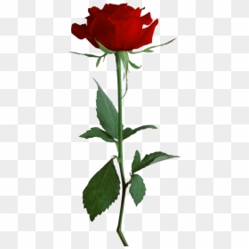 Transparent Rosa Vermelha Png - Rosa Png, Png Download - coroa rosa png