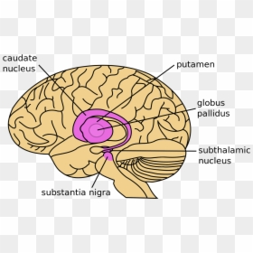Png Transparent Stock Drawing Brain Neuroscience - Evolution Of The Brain Of Vertebrates, Png Download - brain drawing png
