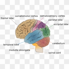 Cerebrum Lobes, HD Png Download - brain drawing png