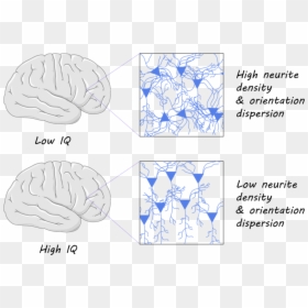 Iqpicfull - Low Neurite Density, HD Png Download - brain drawing png