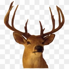 Elk Antler Trophy Hunting - Big Buck Head Png, Transparent Png - bucks png