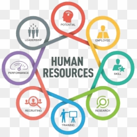 Transparent Human Resources Png - Human Resources, Png Download - human resources png