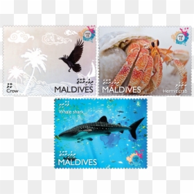Issue Of Maldives Postage Stamps - Maldives Stamps, HD Png Download - post stamp png
