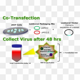 Lentiviral Packaging Protocol - Lentiviral Transfection Principle, HD Png Download - barcode vector png