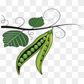 Vegetable Clipart Pulse - Clipart Green Peas, HD Png Download - vegetables clipart png