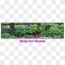 Layout Hosta Garden Design, HD Png Download - hosta png