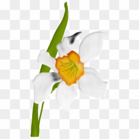 Pin By Lara S - Christmas Orchid, HD Png Download - hosta png