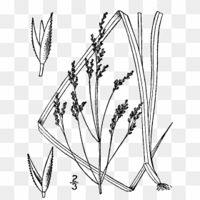 Agrostis Perennans, HD Png Download - grass drawing png