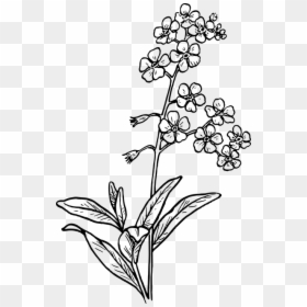 Forget Me Not Flower Drawing, HD Png Download - grass drawing png