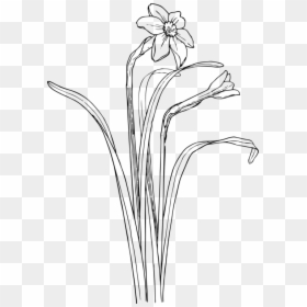 Monochrome Photography,petal,grass Family - Plant Draw Flower Bush, HD Png Download - grass drawing png