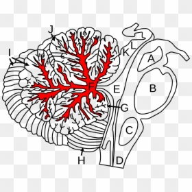 Cerebellum Arbor Vitae, HD Png Download - arborvitae png