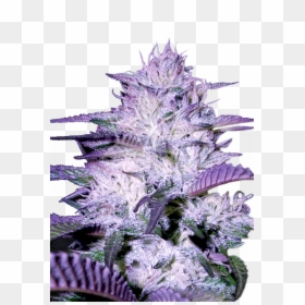Purple Kush Autoflower Seeds - Godfather Og Feminized Seeds, HD Png Download - kush png