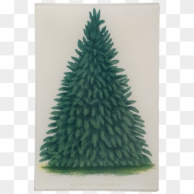 Christmas Tree, HD Png Download - arborvitae png