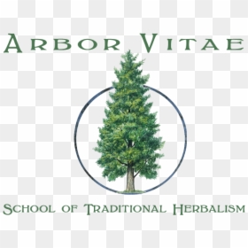 Arborvitae, HD Png Download - arborvitae png