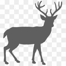 Deer Black And White, HD Png Download - arborvitae png