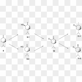 Thujone Synthesis, HD Png Download - arborvitae png