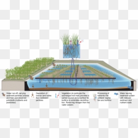 Floating Wetland Design, HD Png Download - wetland plants png