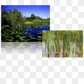 South Florida Everglades, HD Png Download - wetland plants png