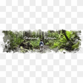 Chasing Ronin - Old-growth Forest, HD Png Download - wetland plants png