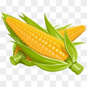 Maize Royalty-free Illustration - Corn Illustration Png, Transparent Png - corn vector png