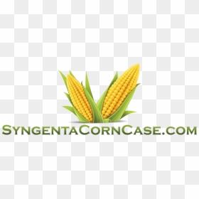 View Larger Image Syngenta Corn Case - Corn Hd, HD Png Download - corn vector png
