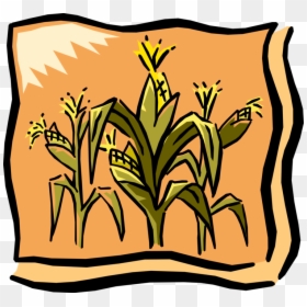 Vector Illustration Of Farm Cornfield Corn Crop In - Corn Graphic, HD Png Download - corn vector png