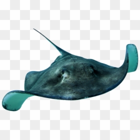 Transparent Fish - Stingray Png, Png Download - fish .png