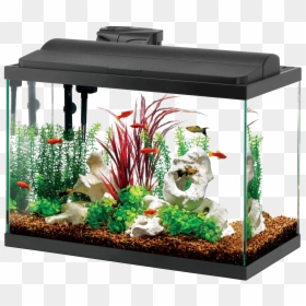 Aquarium Fish Tank Png - 20 30 Gallon Fish Tank, Transparent Png - fish .png