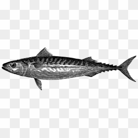 Atlantic Mackerel, HD Png Download - fish .png