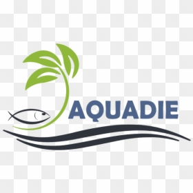 How 500 Fish Are Helping To Grow 40 Heads Of Lettuce, HD Png Download - fish .png