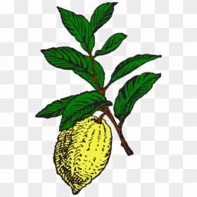 Big,image,lemon,clipart - Lemon Illustration Vintage Png, Transparent Png - lemon clipart png