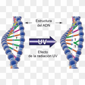 Uv Dna, HD Png Download - efecto de luz png